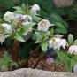 50 PCS Helleborus thibetanus Flower Seeds