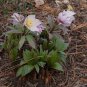 50 PCS Helleborus thibetanus Flower Seeds
