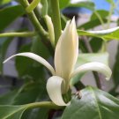 20 PCS Michelia Alba Flower Seeds White Flowers