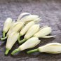 20 PCS Michelia Alba Flower Seeds White Flowers