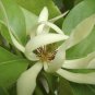 20 PCS Michelia Alba Flower Seeds White Flowers