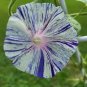 10 pcs Japan White with Purple Spot Morning Glory Annual Large Flower Seeds