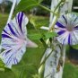 10 pcs Japan White with Purple Spot Morning Glory Annual Large Flower Seeds