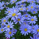 20 pcs Heirloom 'Zhui Meng' Light Blue Bellis Perennis Daisy Flower seeds 20 pcs Heirloom 'Zhui Meng' Light Blue Bellis Perennis Daisy Flower seeds