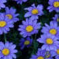 20 pcs Heirloom 'Zhui Meng' Light Blue Bellis Perennis Daisy Flower seeds