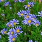 20 pcs Heirloom 'Zhui Meng' Light Blue Bellis Perennis Daisy Flower seeds