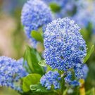 200 Pcs Bonsai Lilac Flower Syringa Vulgaris Sensation Bonsai Lilac Flower seeds 200 Pcs Bonsai Lilac Flower Syringa Vulgaris Sensation Bonsai Lilac Flower seeds