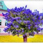 200 Pcs Bonsai Lilac Flower Syringa Vulgaris Sensation Bonsai Lilac Flower seeds