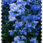 200 Pcs Bonsai Lilac Flower Syringa Vulgaris Sensation Bonsai Lilac Flower seeds