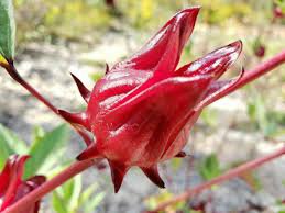 100 pcs Roselle Ilibiscus Seeds