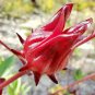 100 pcs Roselle Ilibiscus Seeds