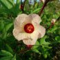 100 pcs Roselle Ilibiscus Seeds
