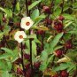 100 pcs Roselle Ilibiscus Seeds