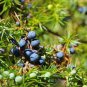 50 pcs Juniperus Communis Seeds seeds