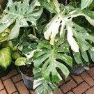 20 pcs Palm Tree Turtle Leaves Monstera Variegated Seeds