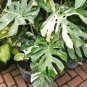20 pcs Palm Tree Turtle Leaves Monstera Variegated Seeds