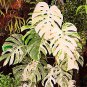 20 pcs Palm Tree Turtle Leaves Monstera Variegated Seeds