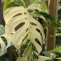 20 pcs Palm Tree Turtle Leaves Monstera Variegated Seeds