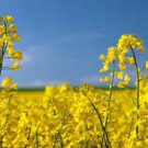 150 pcs Canola Flower Seeds Rapeseed Edible Rape Flower Seeds