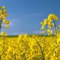 150 pcs Canola Flower Seeds Rapeseed Edible Rape Flower Seeds