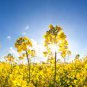 150 pcs Canola Flower Seeds Rapeseed Edible Rape Flower Seeds