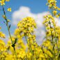 150 pcs Canola Flower Seeds Rapeseed Edible Rape Flower Seeds