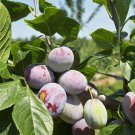 10 pcs Purplish Red Round Plum Bonsai Fruits Plants Seeds 10 pcs Purplish Red Round Plum Bonsai Fruits Plants Seeds