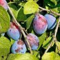 10 pcs Purplish Red Round Plum Bonsai Fruits Plants Seeds