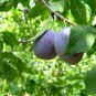 10 pcs Purplish Red Round Plum Bonsai Fruits Plants Seeds
