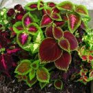 200 pcs Coleus Plants Rare Rainbow Coleus blumei Bonsai Seeds