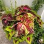 200 pcs Coleus Plants Rare Rainbow Coleus blumei Bonsai Seeds