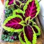 200 pcs Coleus Plants Rare Rainbow Coleus blumei Bonsai Seeds
