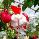 50 PCS Fuchsia Seeds Rose Red White Double Flowers