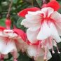 50 PCS Fuchsia Seeds Rose Red White Double Flowers