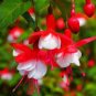 50 PCS Fuchsia Seeds Rose Red White Double Flowers