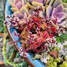 10 PCS Crassula Capitella Thyrsiflora Seeds Red Pagoda Succulent Bonsai