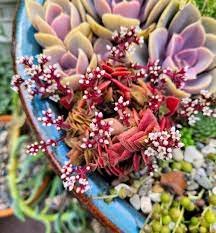 10 PCS Crassula Capitella Thyrsiflora Seeds Red Pagoda Succulent Bonsai