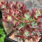10 PCS Crassula Capitella Thyrsiflora Seeds Red Pagoda Succulent Bonsai