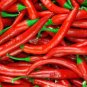 300 PCS Hunan Red Dried Chili Seeds