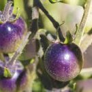 100 PCS Bright Purple Bonsai Cherry Tomato Organic 'Seeds' 100 PCS Bright Purple Bonsai Cherry Tomato Organic 'Seeds'