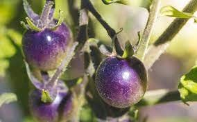 100 PCS Bright Purple Bonsai Cherry Tomato Organic 'Seeds'