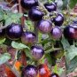 100 PCS Bright Purple Bonsai Cherry Tomato Organic 'Seeds'