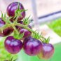 100 PCS Bright Purple Bonsai Cherry Tomato Organic 'Seeds'