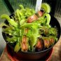 100 pcs Giant Dionaea Muscipula Seeds
