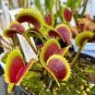 100 pcs Giant Dionaea Muscipula Seeds