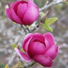 10 pcs Magnolia, Magnolia Tree Flower Seeds 10 pcs Magnolia, Magnolia Tree Flower Seeds