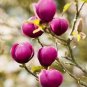 10 pcs Magnolia, Magnolia Tree Flower Seeds
