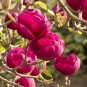 10 pcs Magnolia, Magnolia Tree Flower Seeds