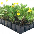 3 Live Plants EcoTurf Perennial Peanut Grass Arachis Glabrata