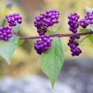 3 Live Plants American Beautyberry Callicarpa Americana